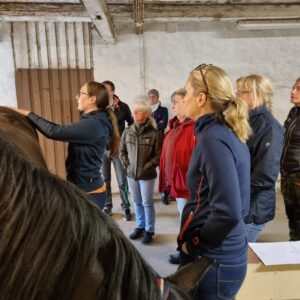 Endagskurs lymfmassage för häst Helsingborg